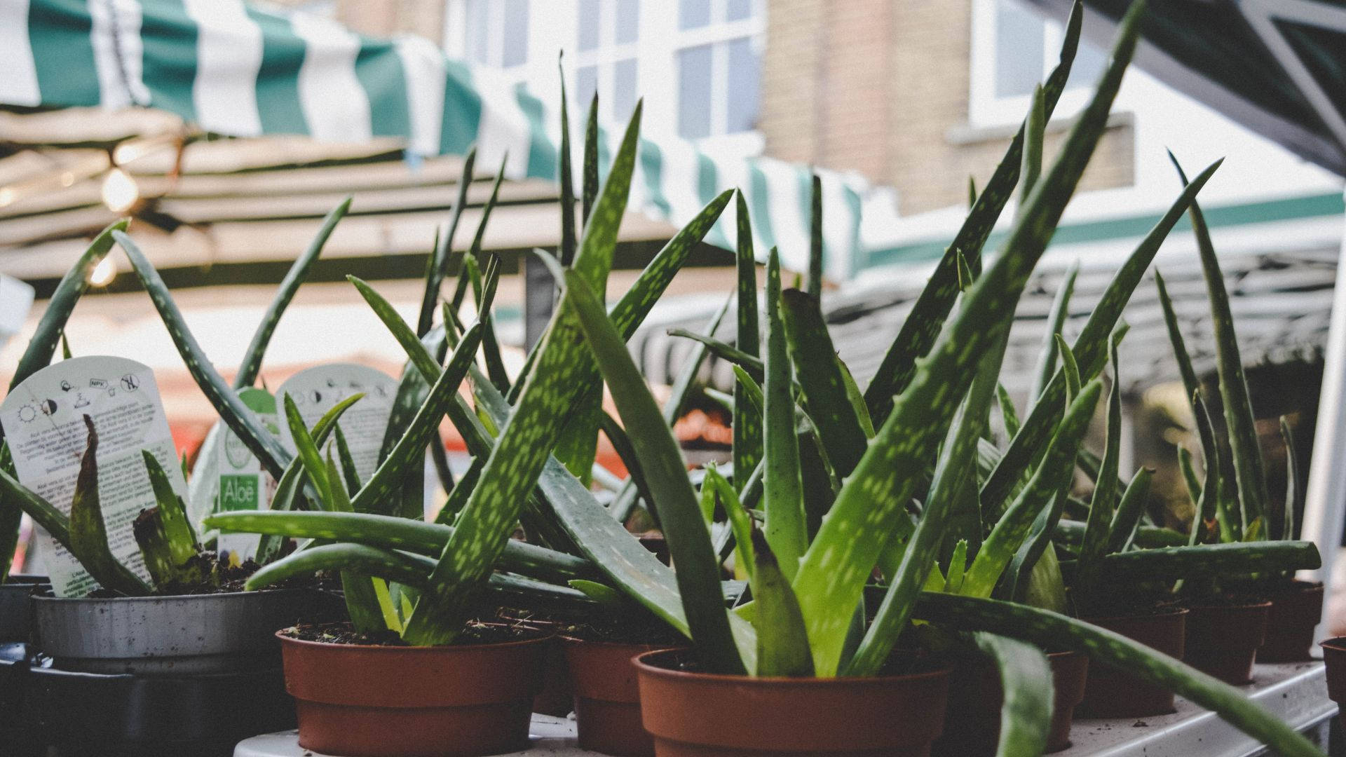 Aesthetic Aloe Vera Pots Background