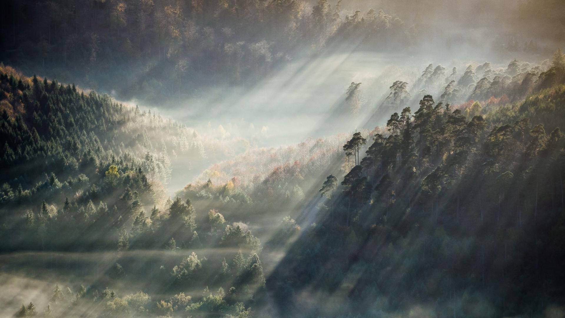 Aesthetic Anime Desktop Forest Under Sun Background