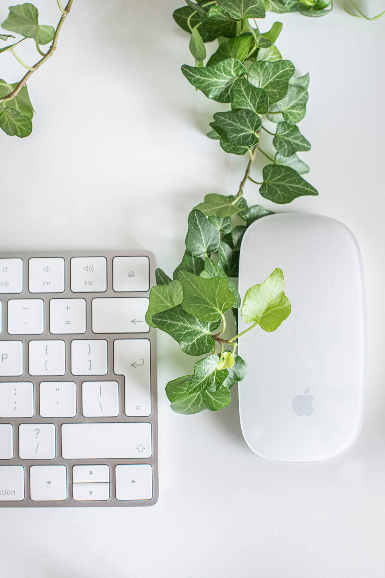 Aesthetic Apple Mouse And Keyboard Background