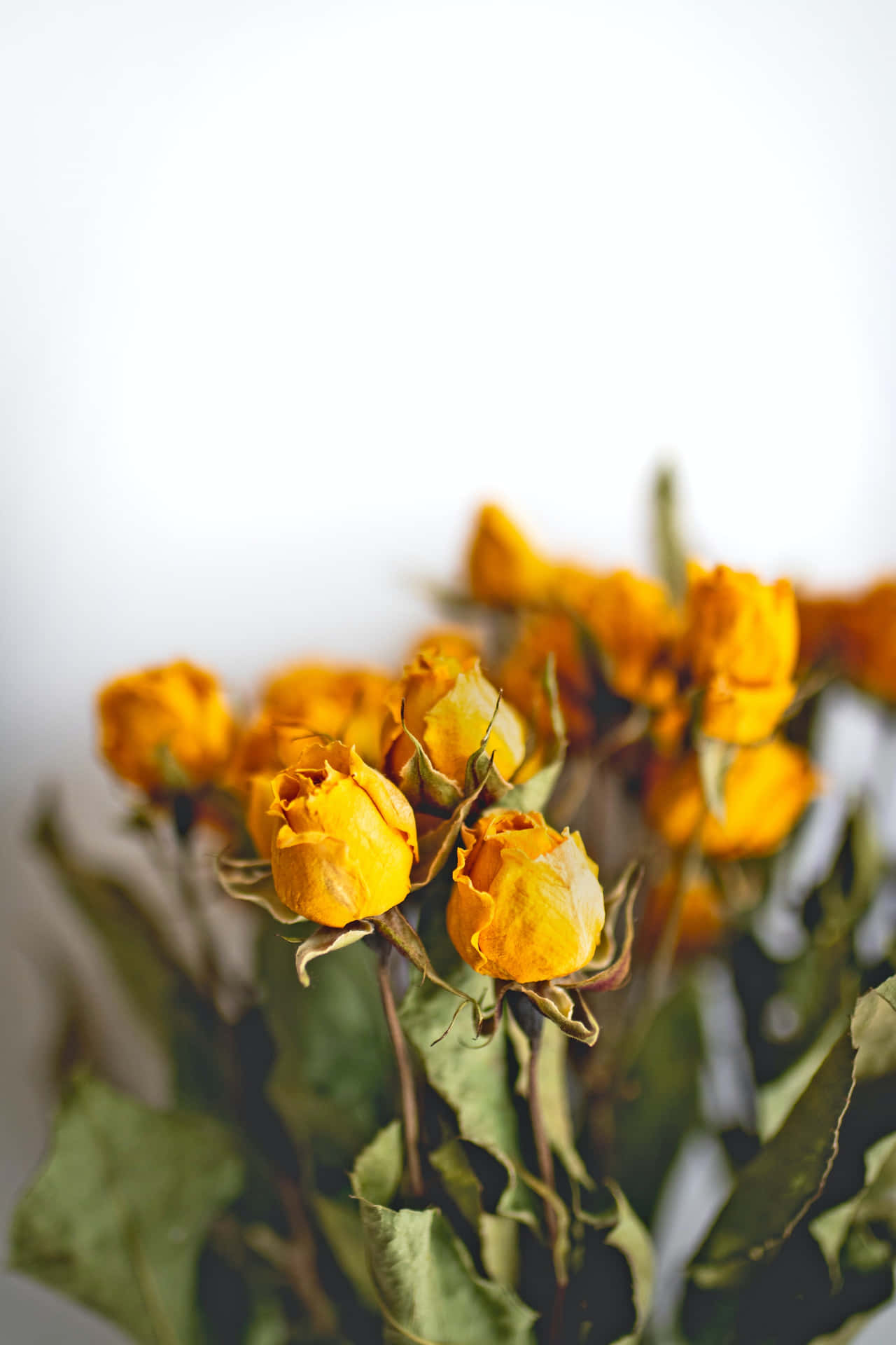Aesthetic Arrangement Of Dried Flowers