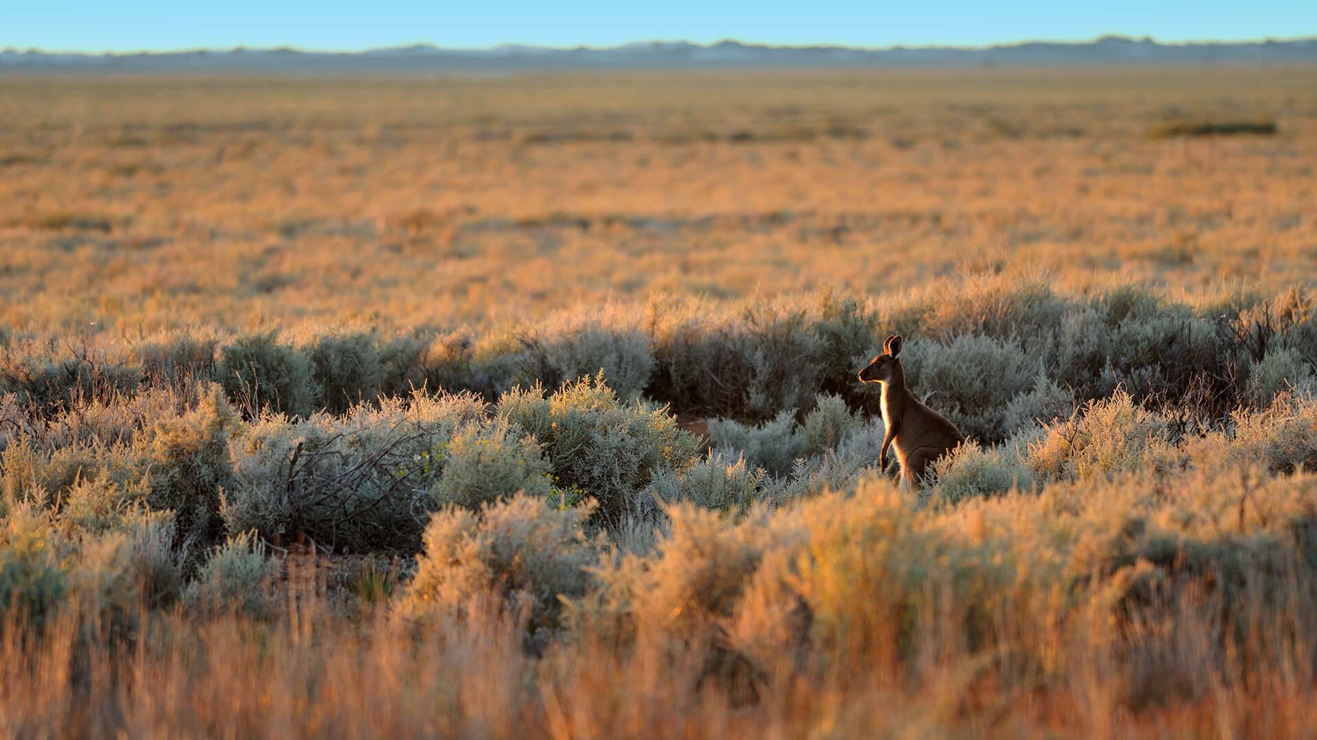 Aesthetic Australian Outback Baby Kangaroo Background