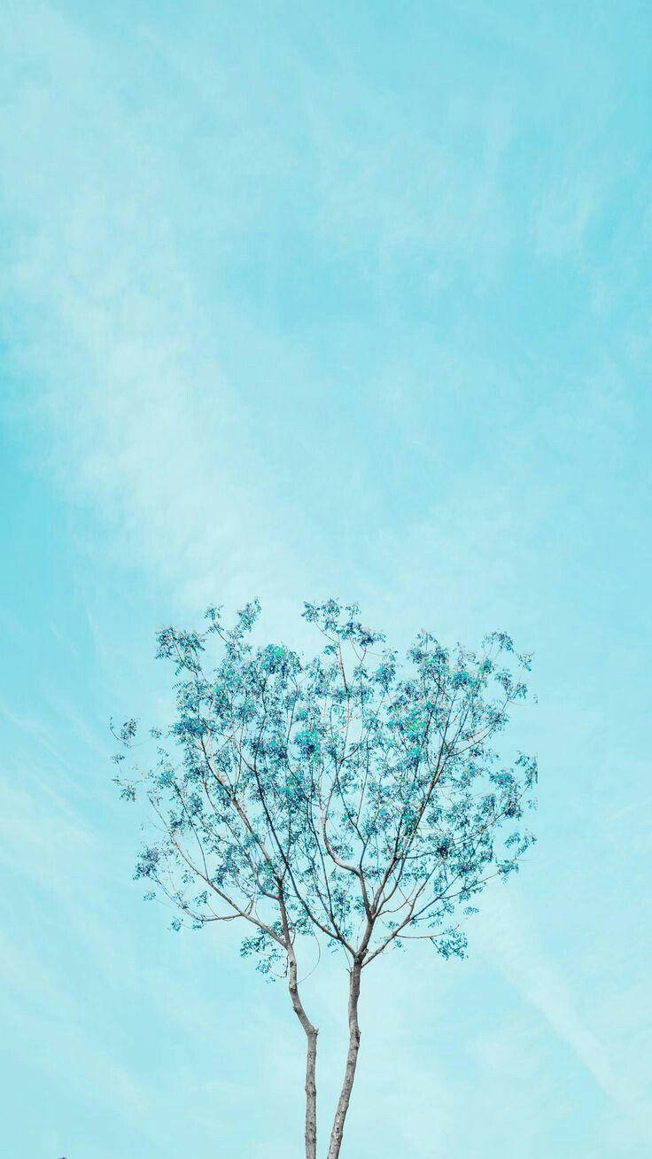 Aesthetic Baby Blue Tree Background