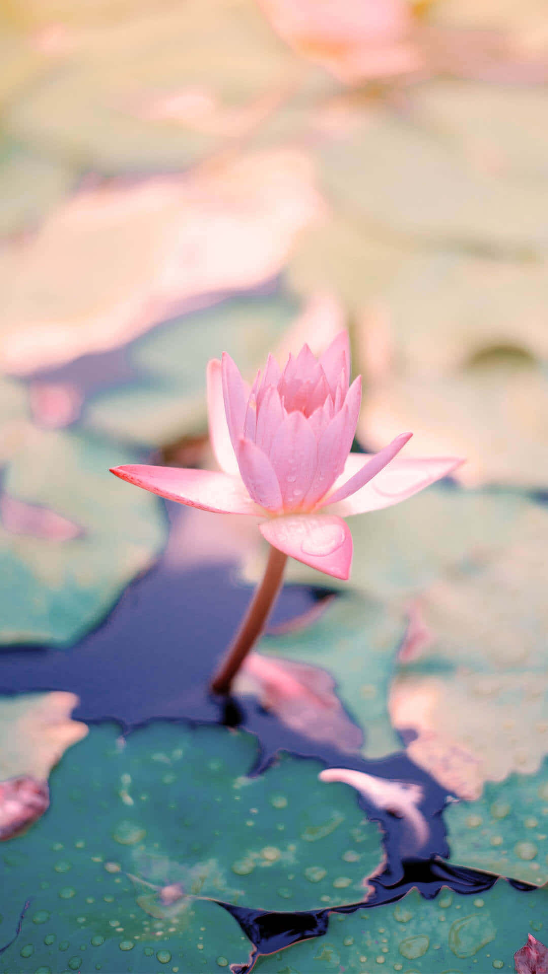 Aesthetic Baby Pink Lotus Background