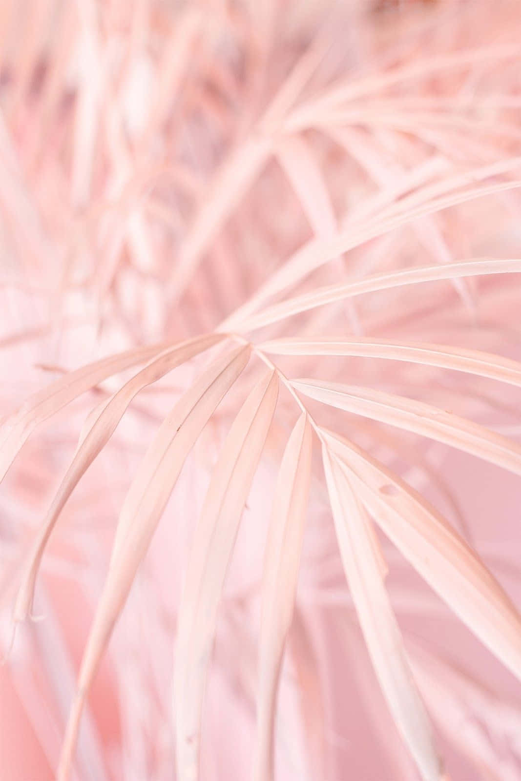 Aesthetic Baby Pink Palm Tree Background