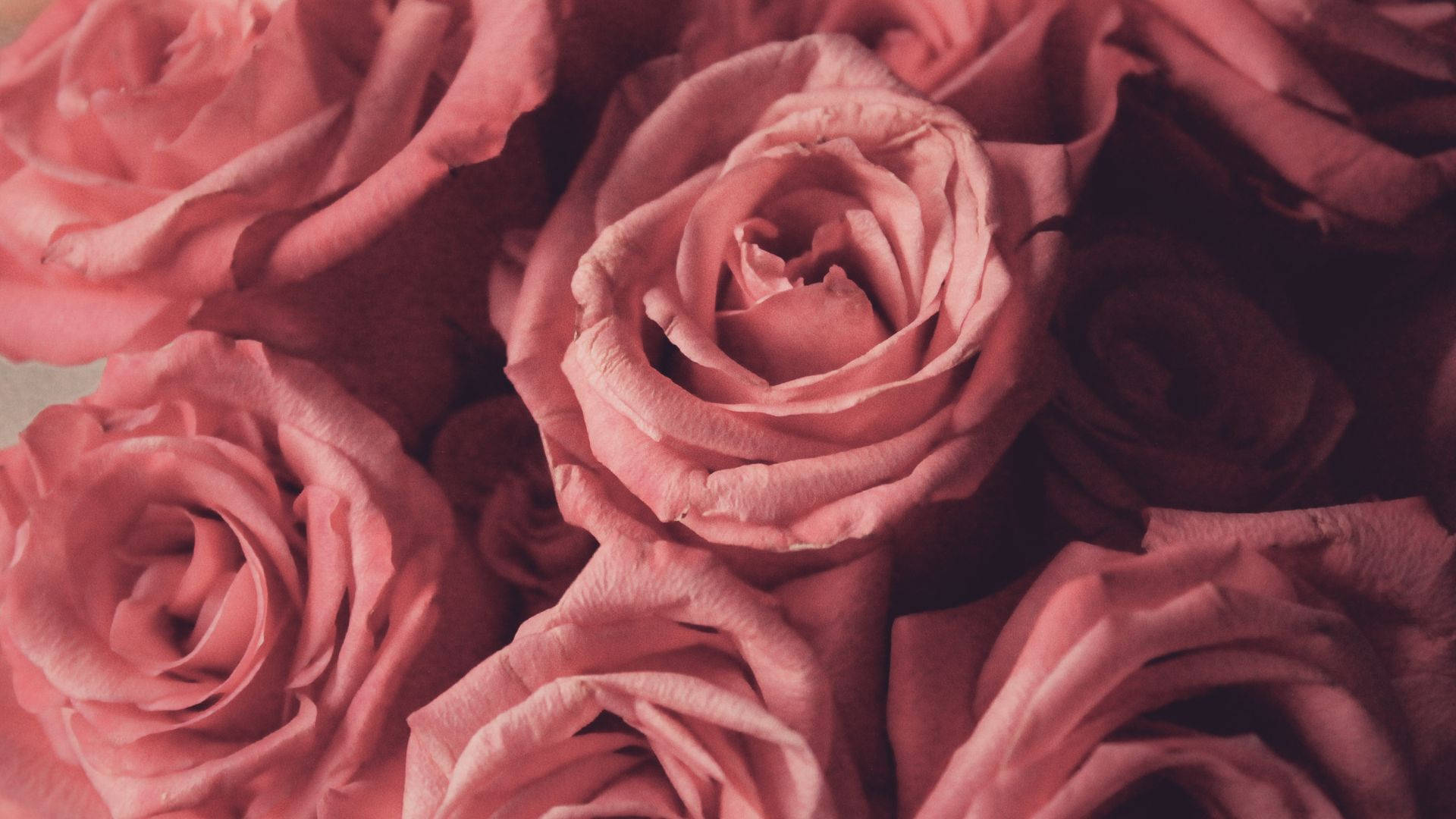 Aesthetic Baby Pink Roses Background