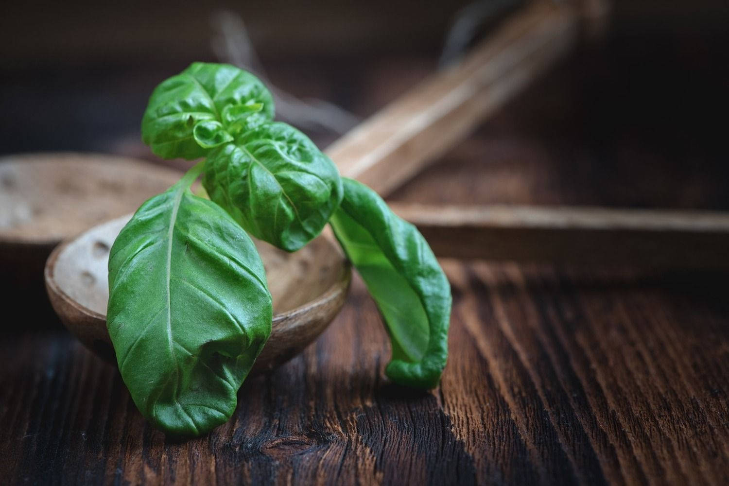 Aesthetic Basil Kitchen Herb On Wooden Surface Background