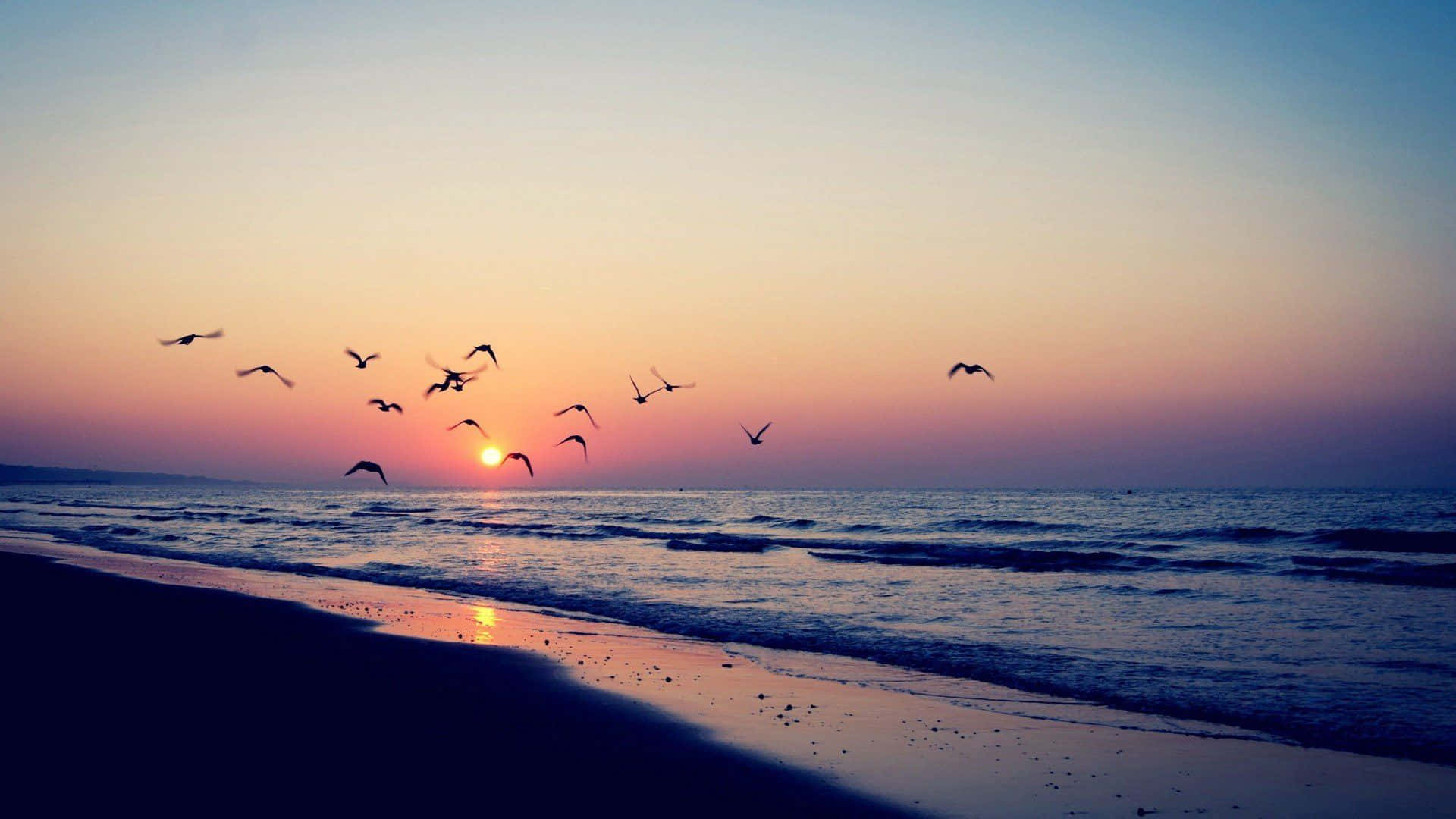Aesthetic Beach Laptop Sunset Birds Flying Background