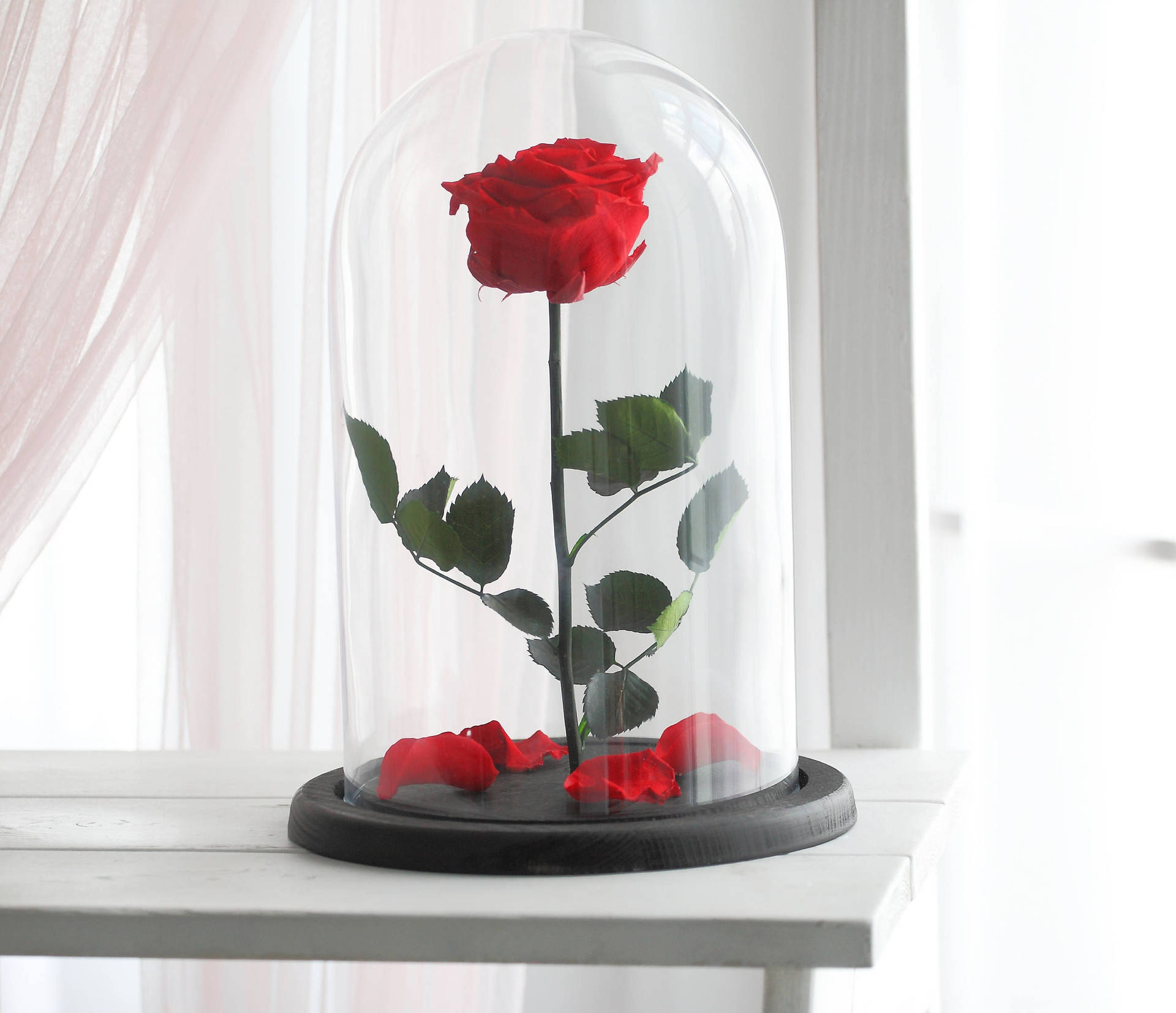 Aesthetic Beauty And The Beast Rose