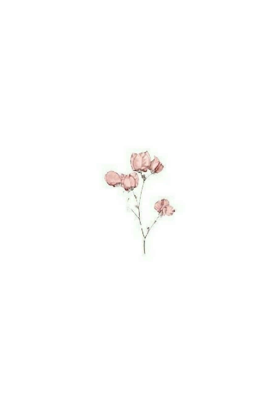 Aesthetic Beauty Of Pink And White Background