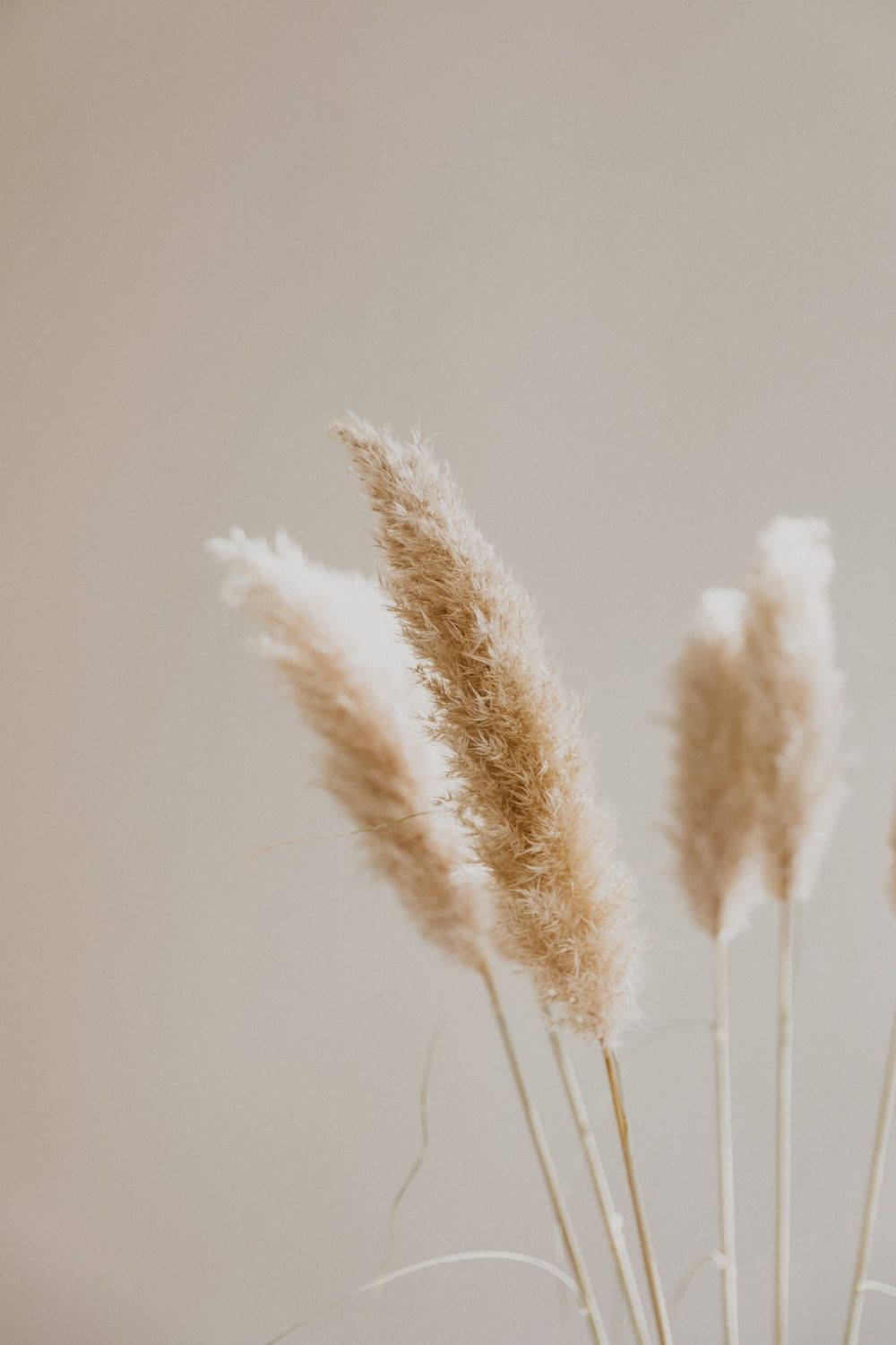 Aesthetic Beige Reed Plant