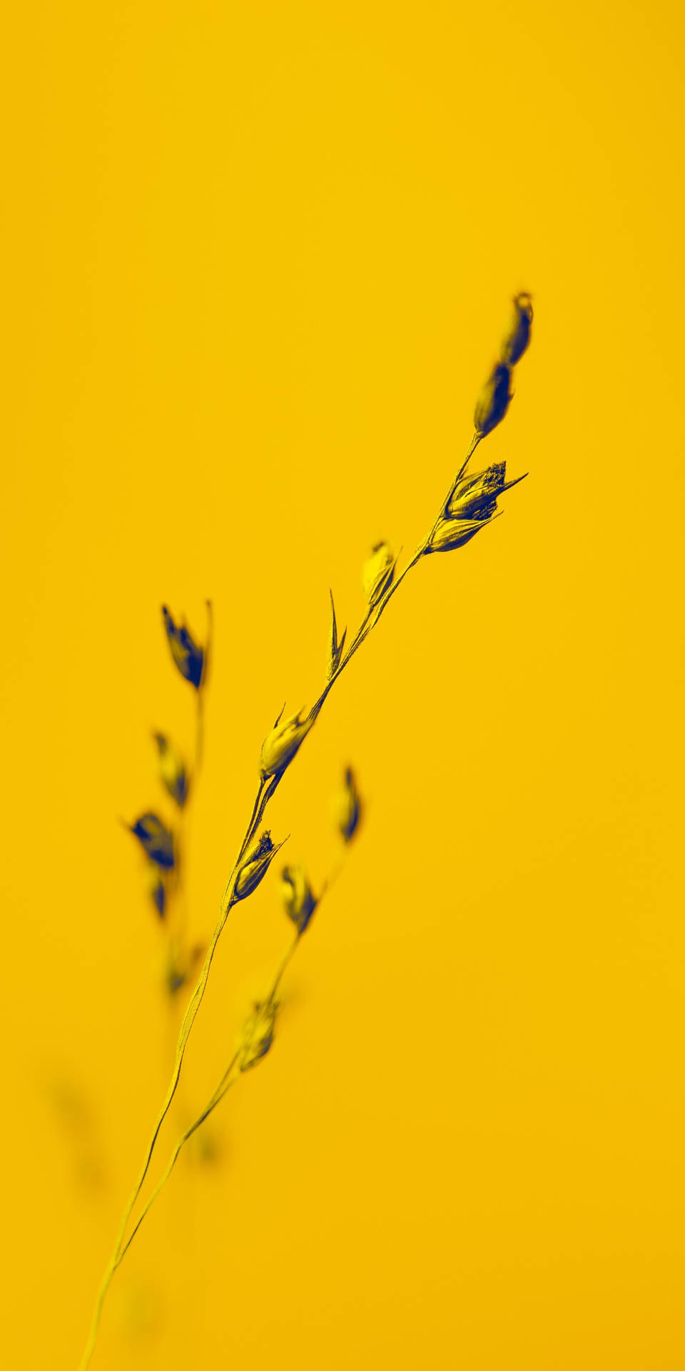 Aesthetic Bentgrass Flowering Buds Plants Background