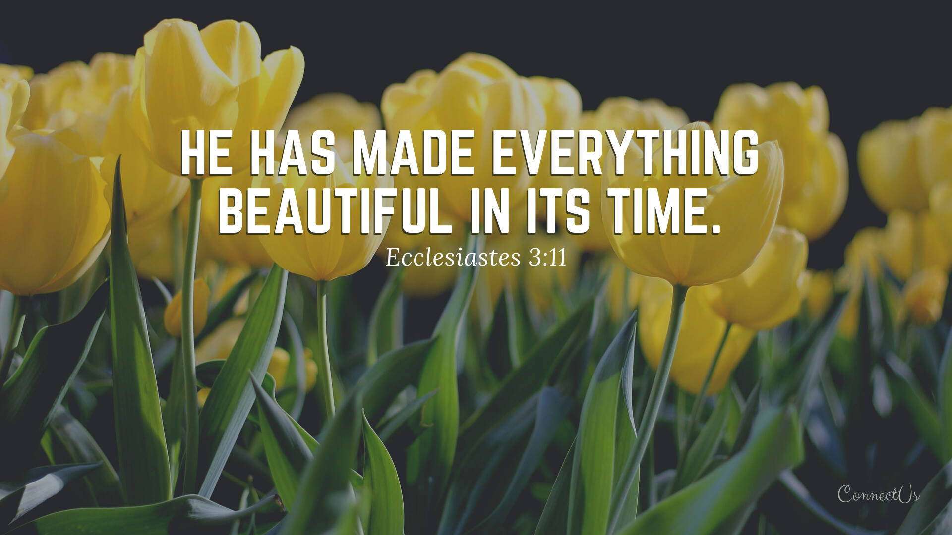 Aesthetic Bible Verse Ecclesiastes 3:11