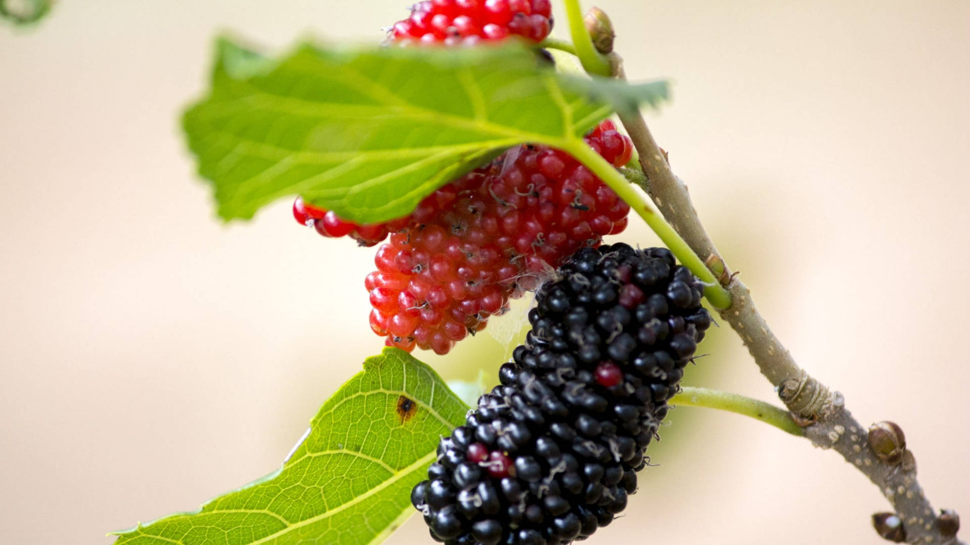 Aesthetic Black And Red Mulberry Fruits And Leaves Background