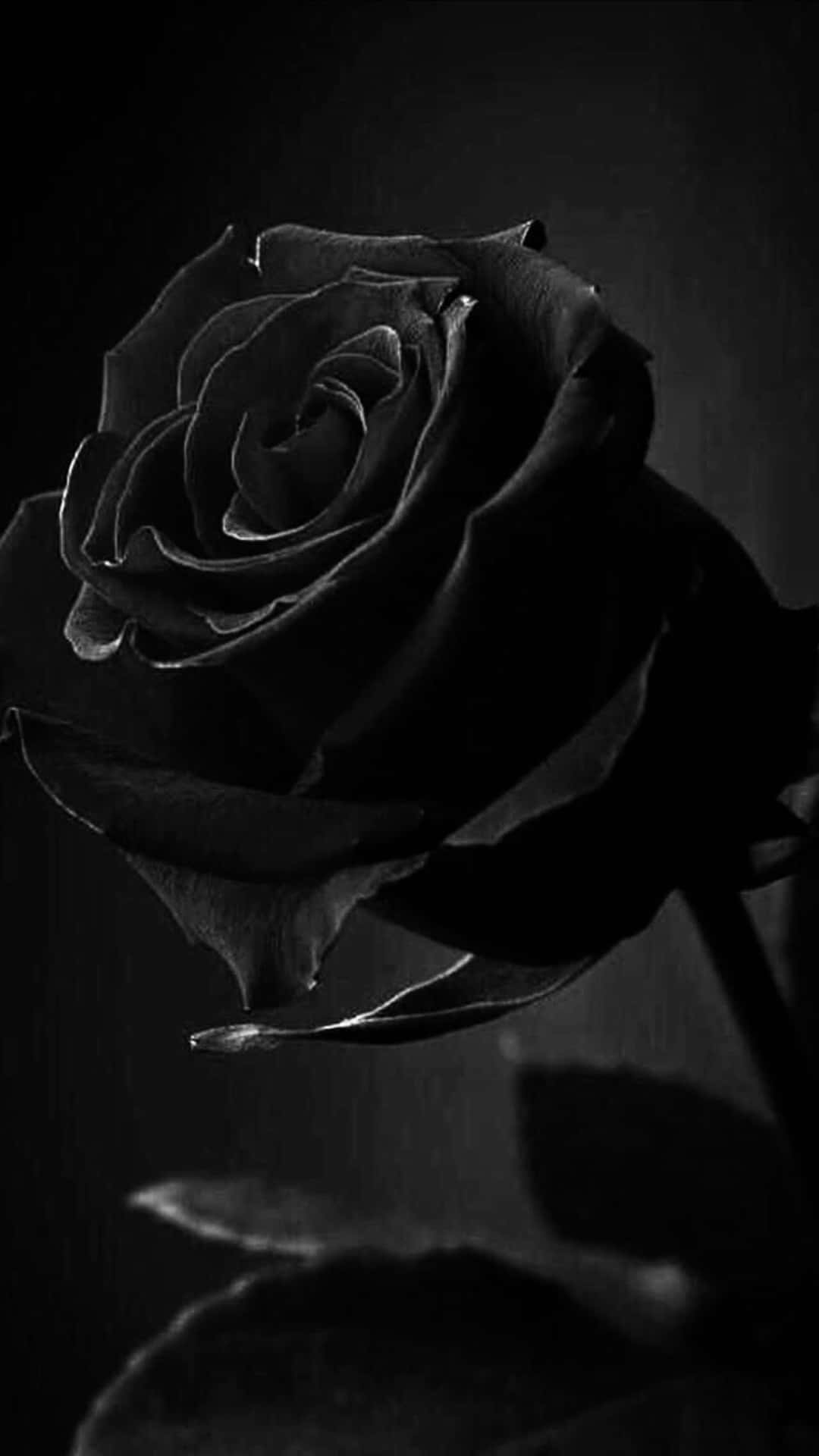 Aesthetic Black And White Flower Background