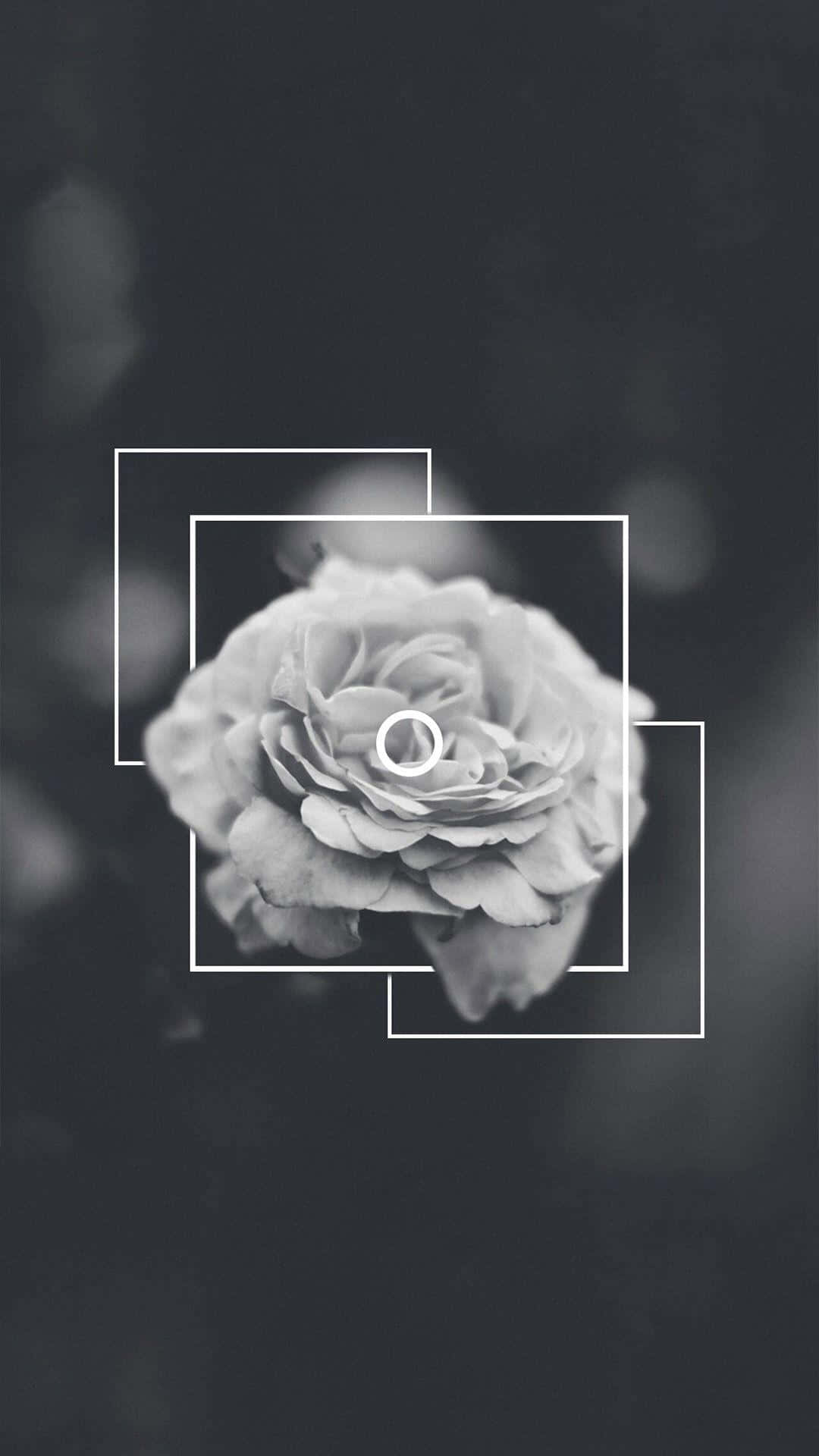 Aesthetic Black And White Rose Flower Iphone Background