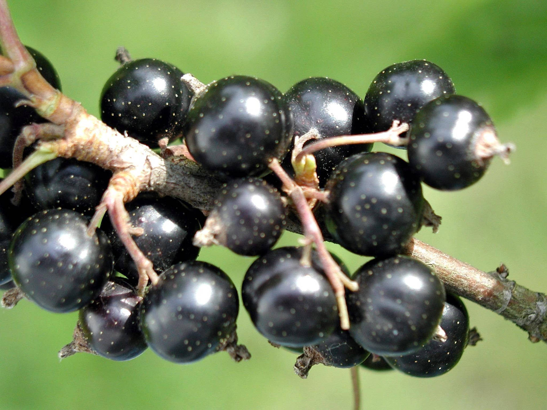 Aesthetic Black Currant Fruit Stem Plant Background