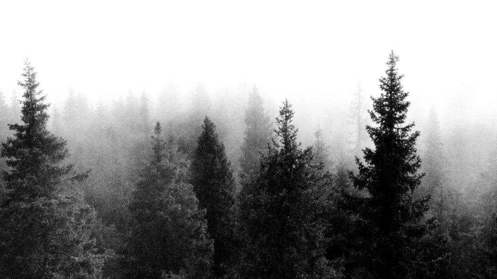 Aesthetic Black Trees Tumblr Desktop Background