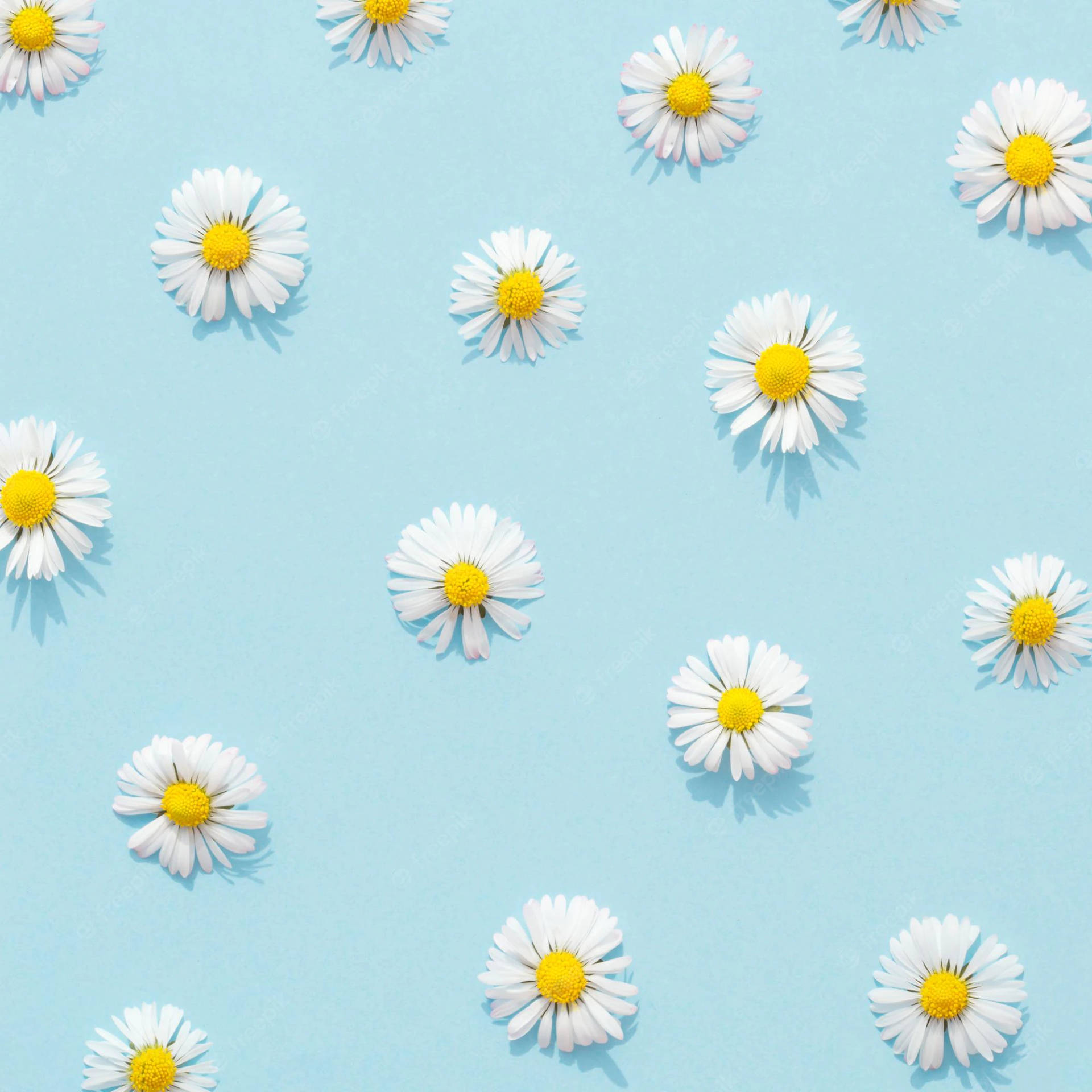 Aesthetic Blue Daisies