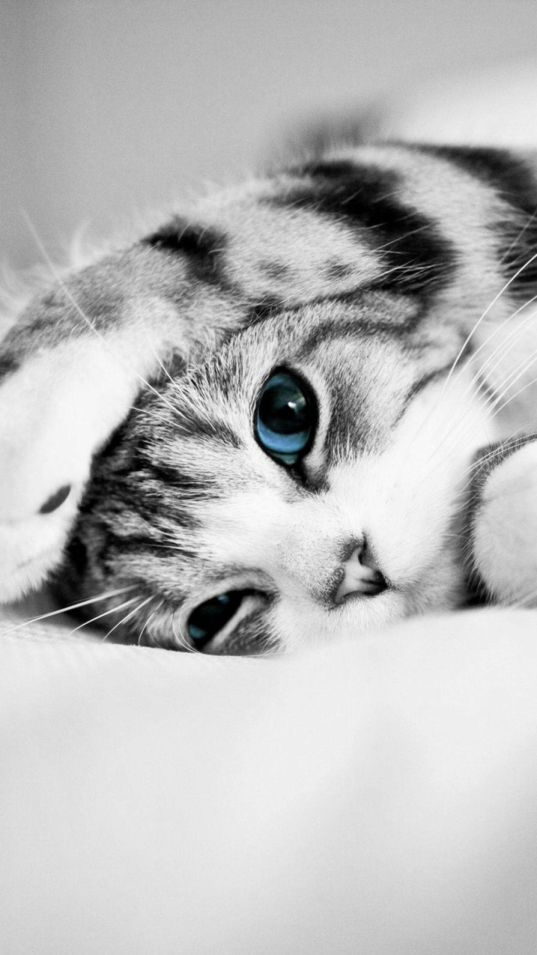 Aesthetic Blue Eyed Tabby Cat Iphone