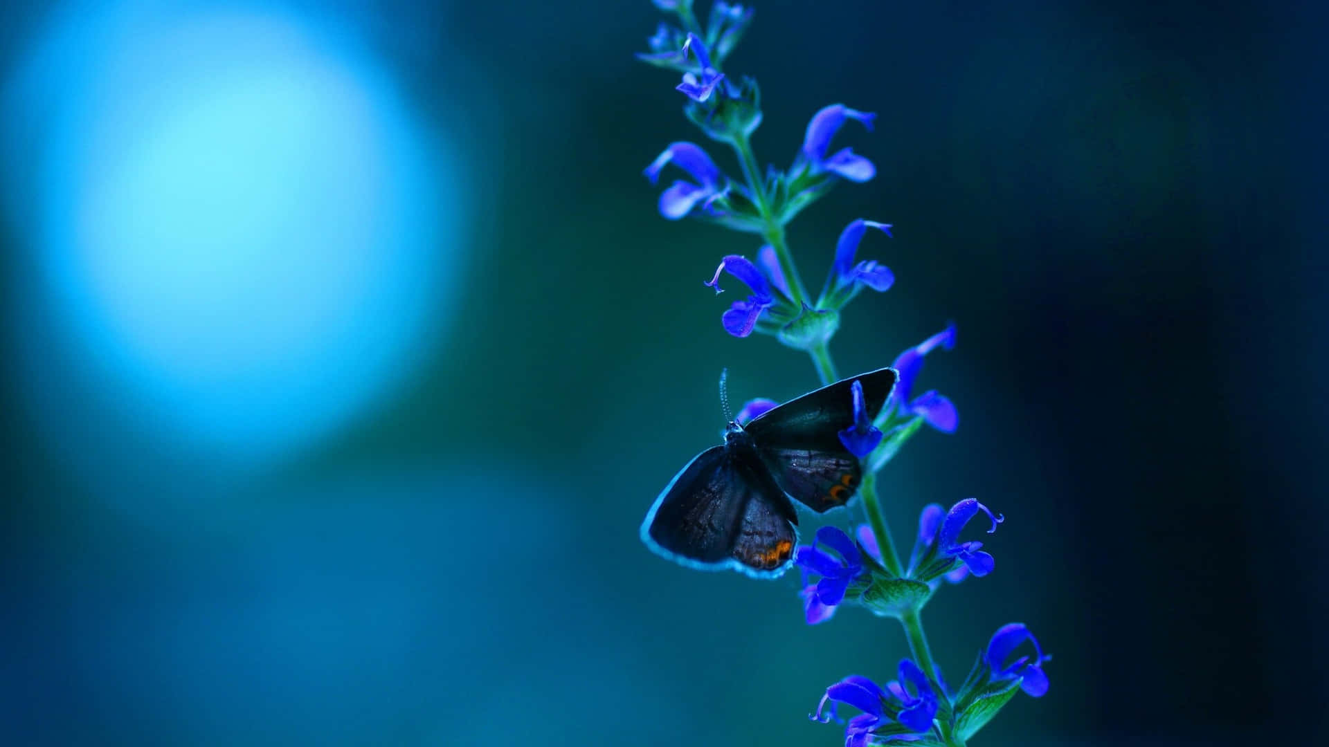 Aesthetic Blue Flowers That Add Beauty To Any Room Background