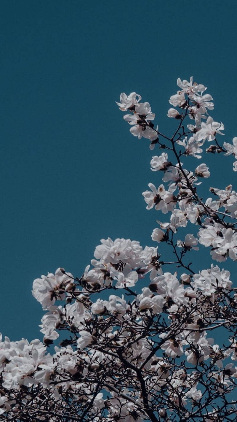 Aesthetic Blue Light Cherry Blossoms Background