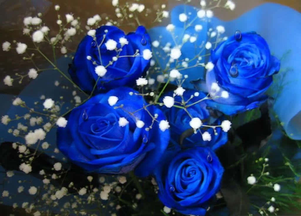 Aesthetic Blue Rose