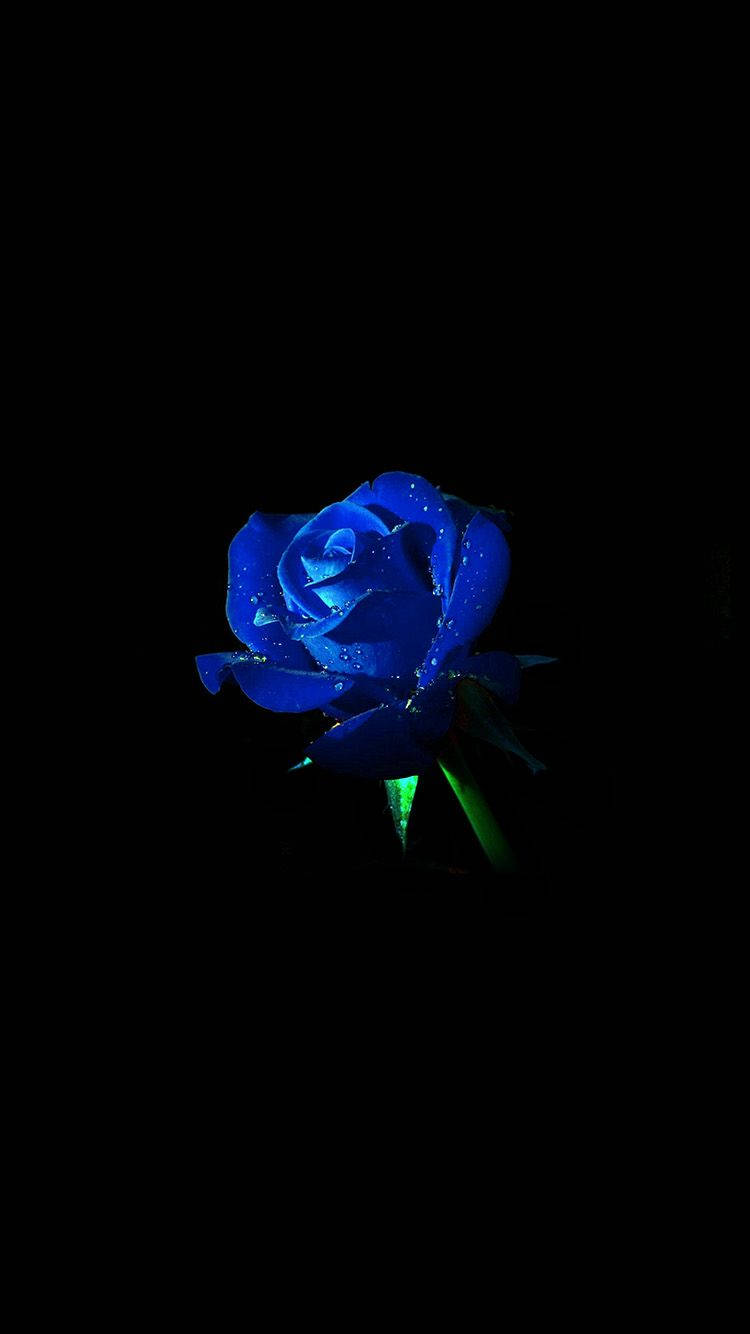 Aesthetic Blue Rose Iphone