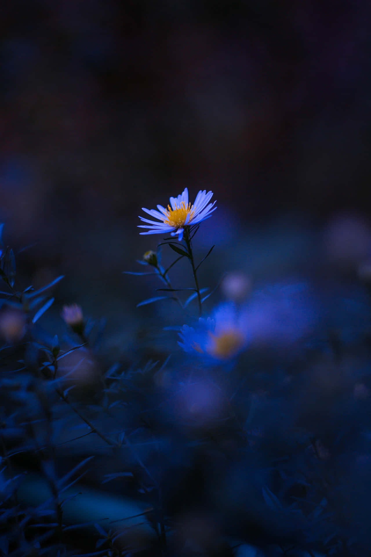 Aesthetic Blurred Flower In Dark Background