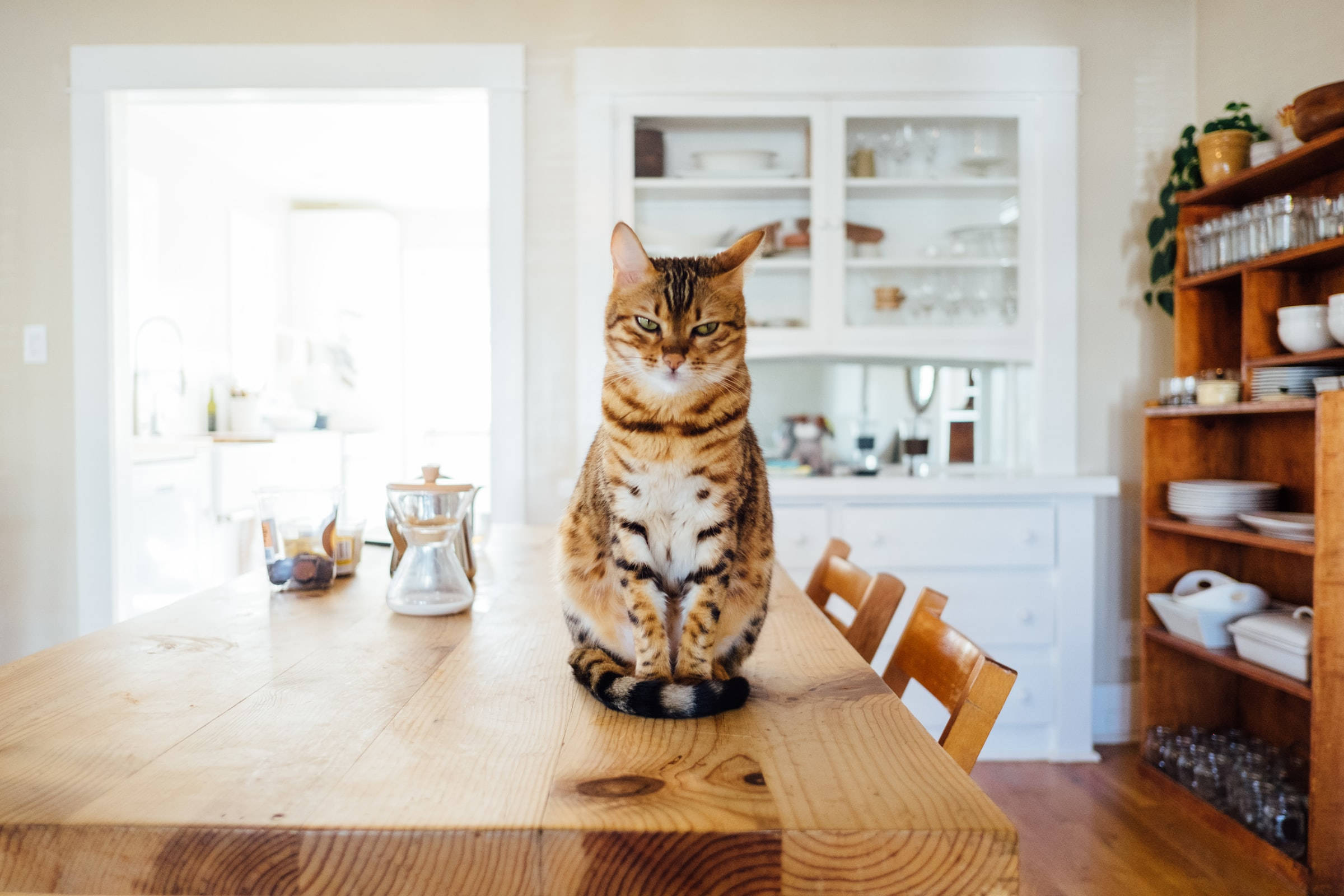 Aesthetic Brown Bengal Cat Pfp Background