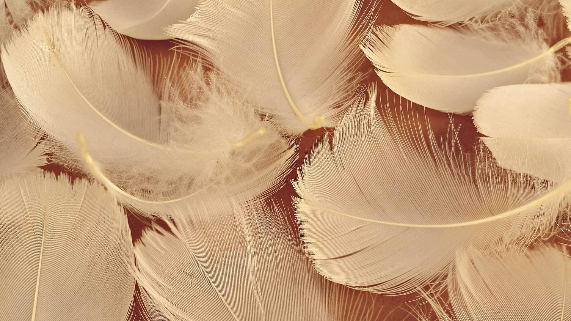 Aesthetic Brown Bird Feathers Background