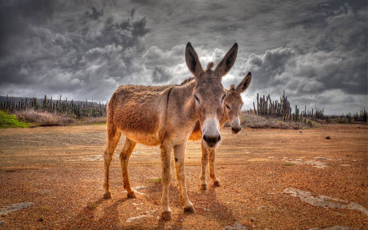 Aesthetic Brown Donkeys On Field Background