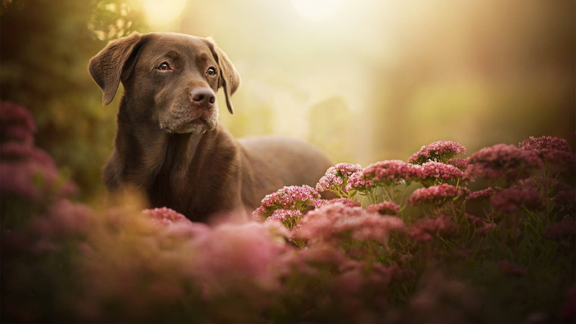 Aesthetic Brown Labrador Background