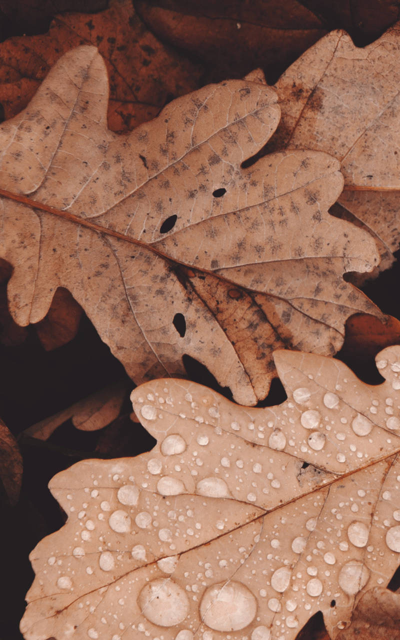 Aesthetic Brown Leaf Background