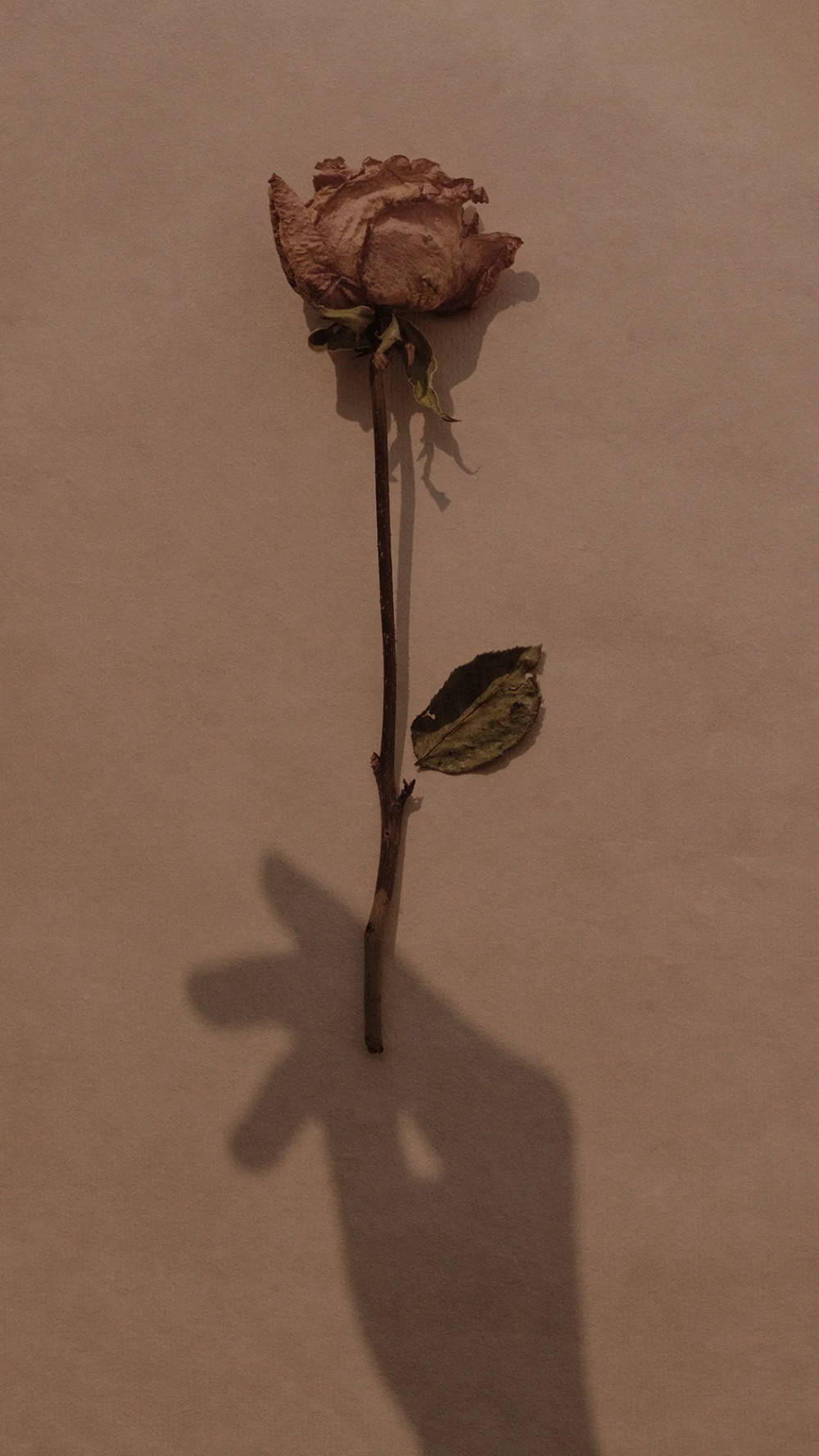 Aesthetic Brown Withered Flower