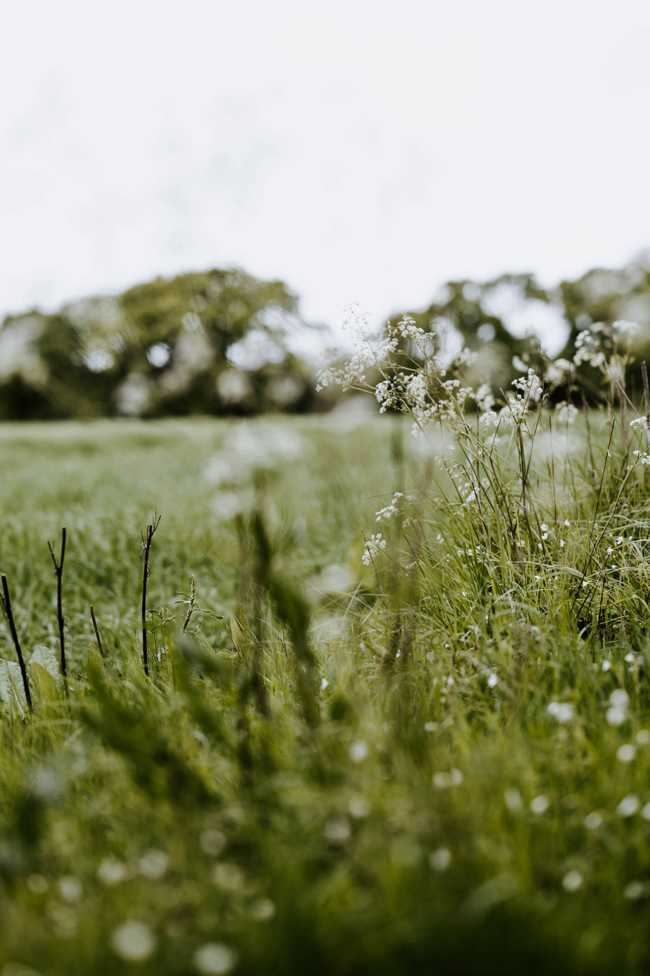 Aesthetic Budding Flowers On Meadow Background