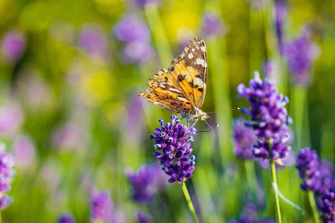 Aesthetic Butterfly Drinking Nectar Background