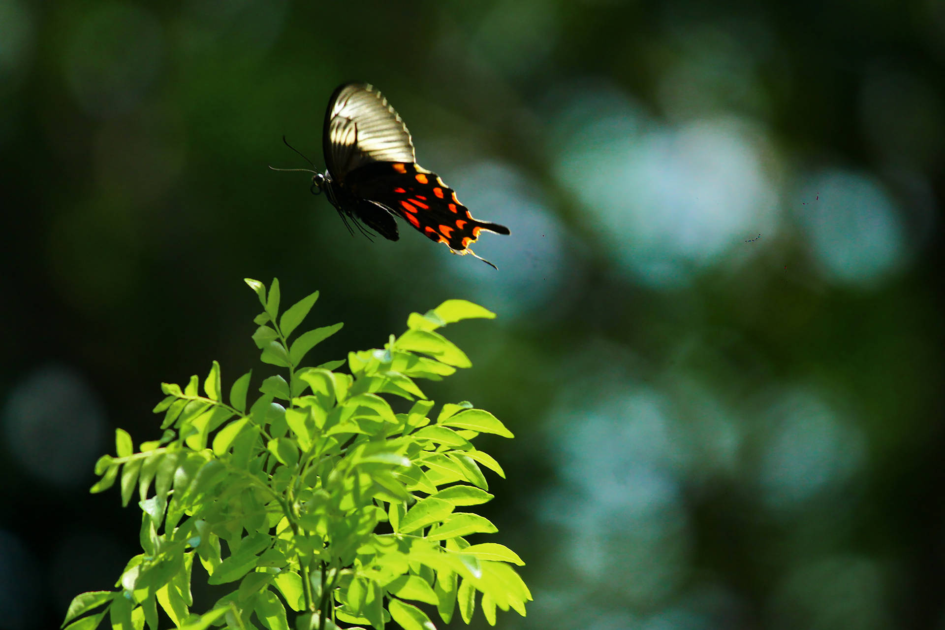 Aesthetic Butterfly During Daytime Background