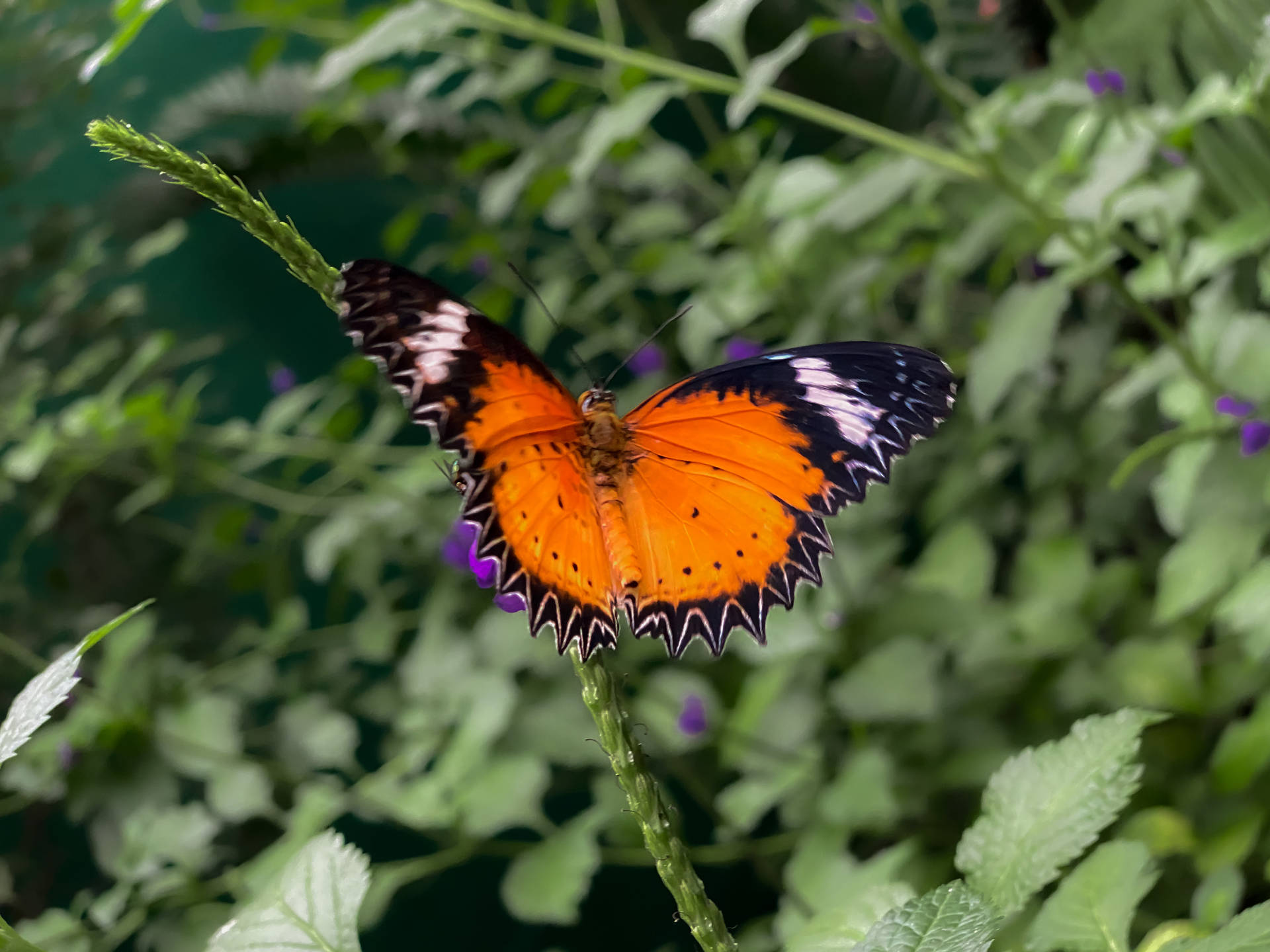 Aesthetic Butterfly In A Garden Background