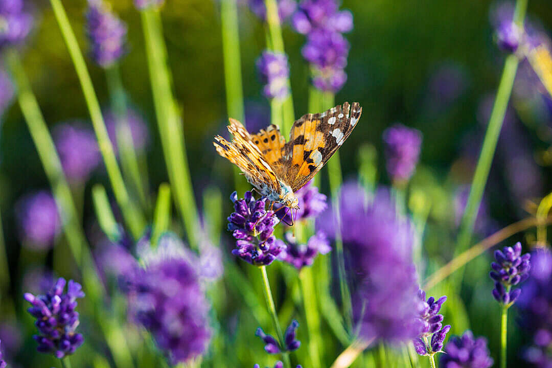 Aesthetic Butterfly In Lavender Fields Background