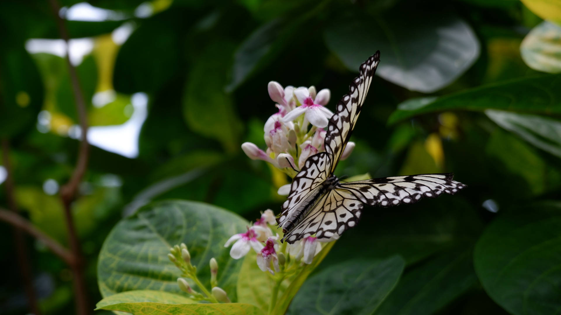 Aesthetic Butterfly Nymph