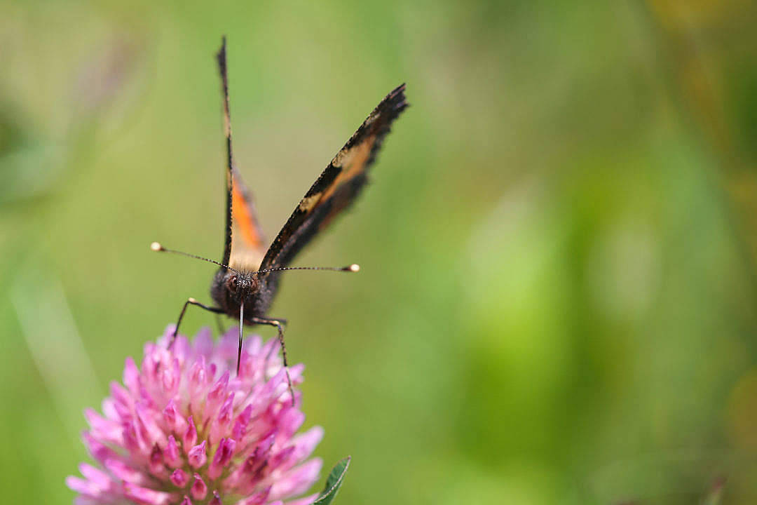 Aesthetic Butterfly On A Flower Background