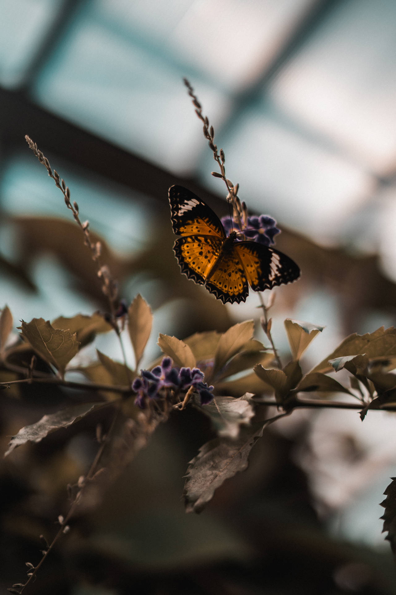 Aesthetic Butterfly On A Purple Flower Background