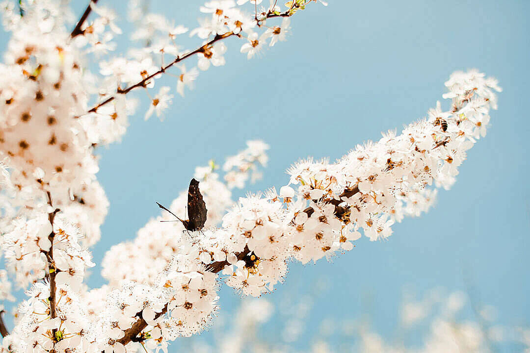 Aesthetic Butterfly On A Tree Background