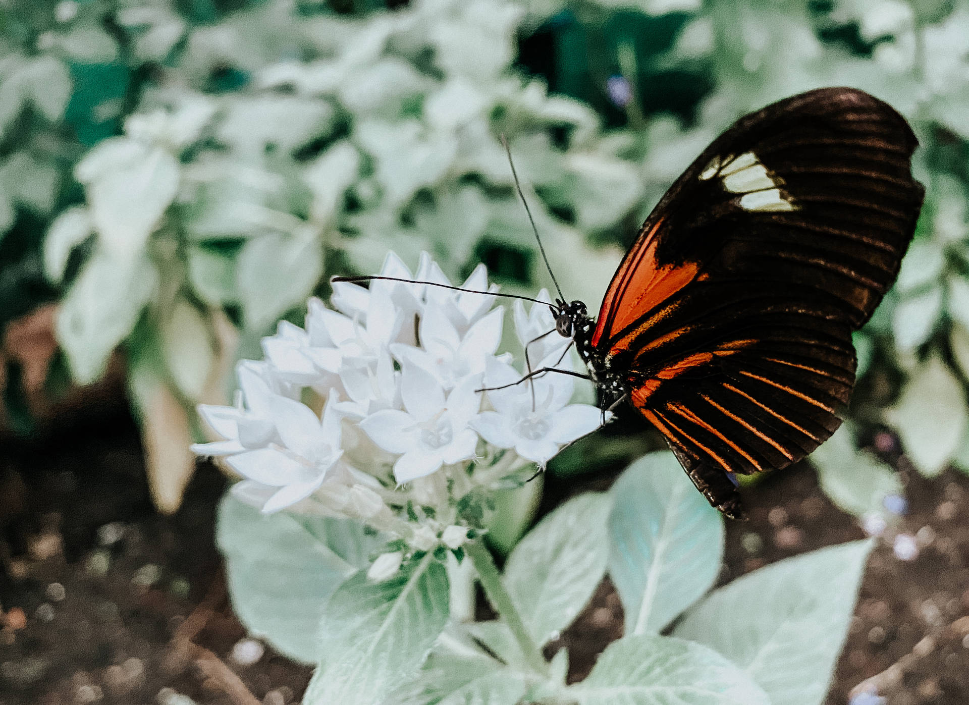 Aesthetic Butterfly On A White Flower