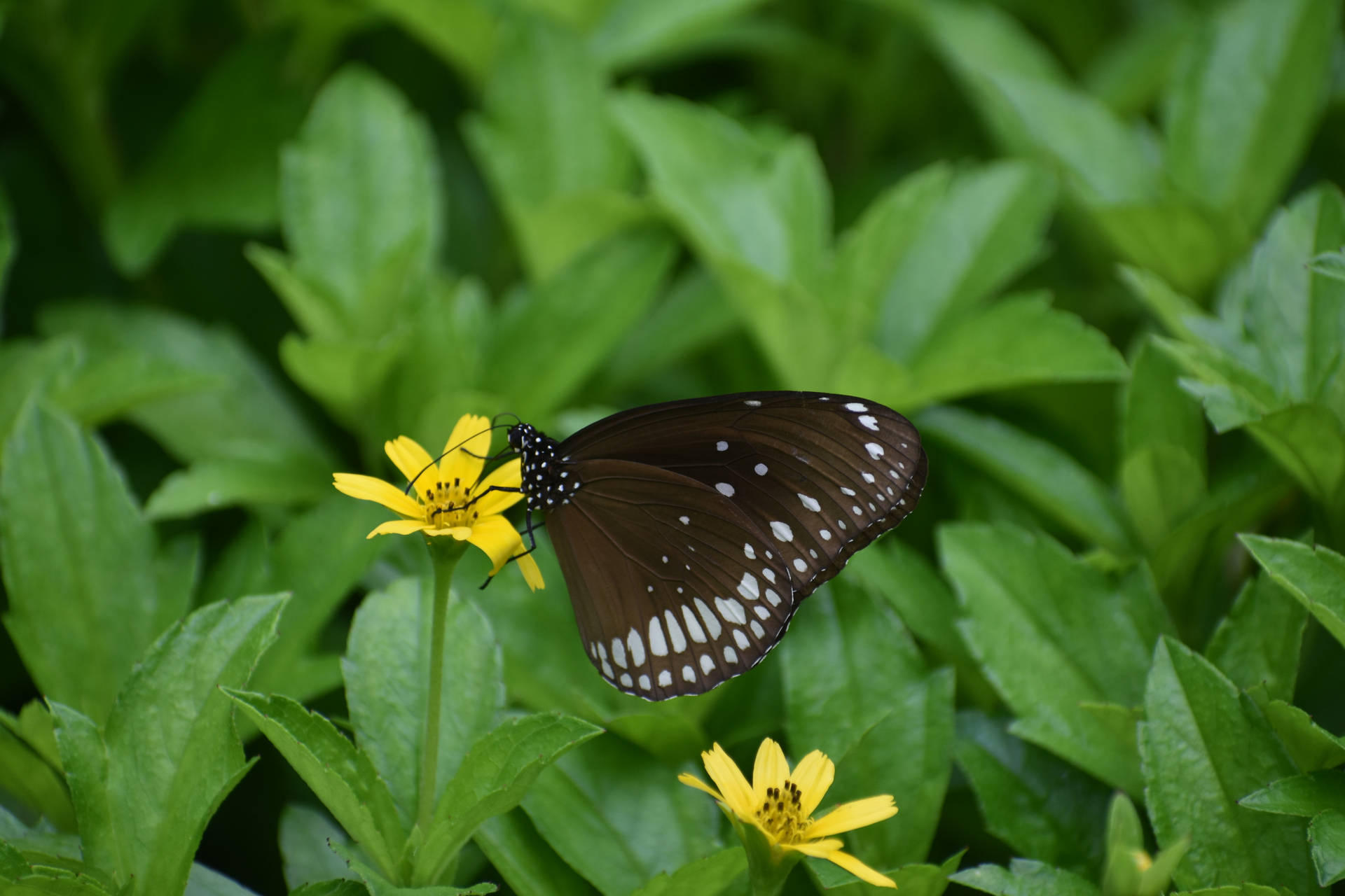 Aesthetic Butterfly On A Yellow Flower Background