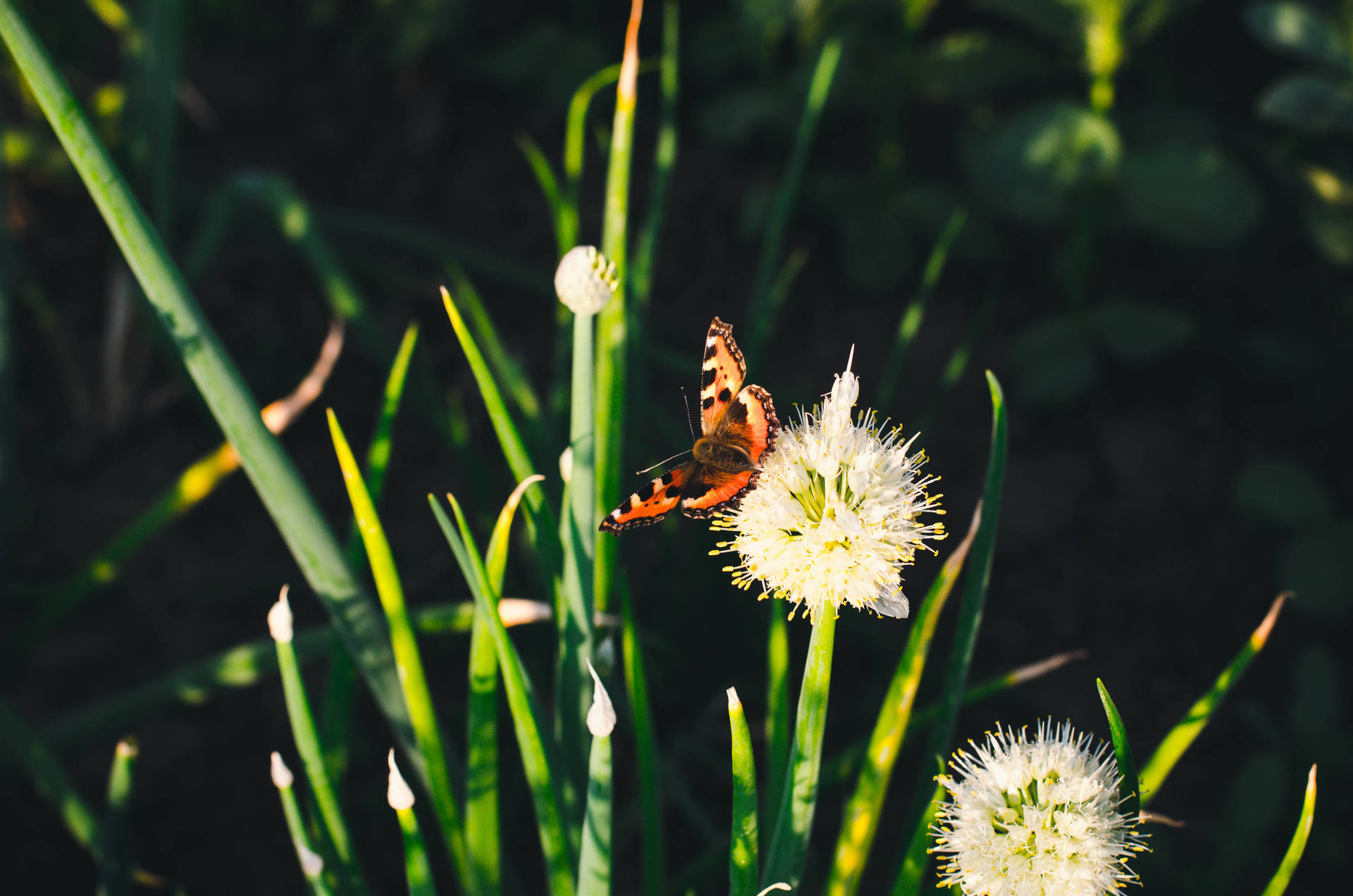 Aesthetic Butterfly On Dandelion Background