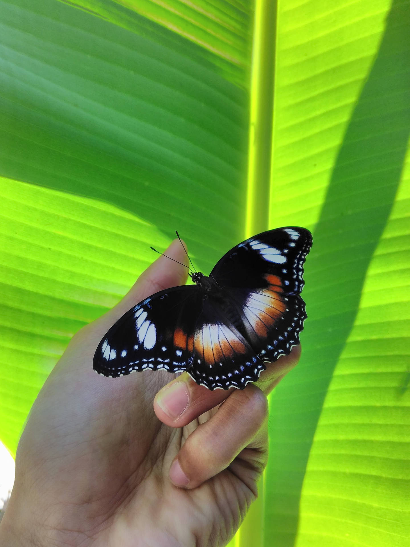 Aesthetic Butterfly On Palm Hand Background