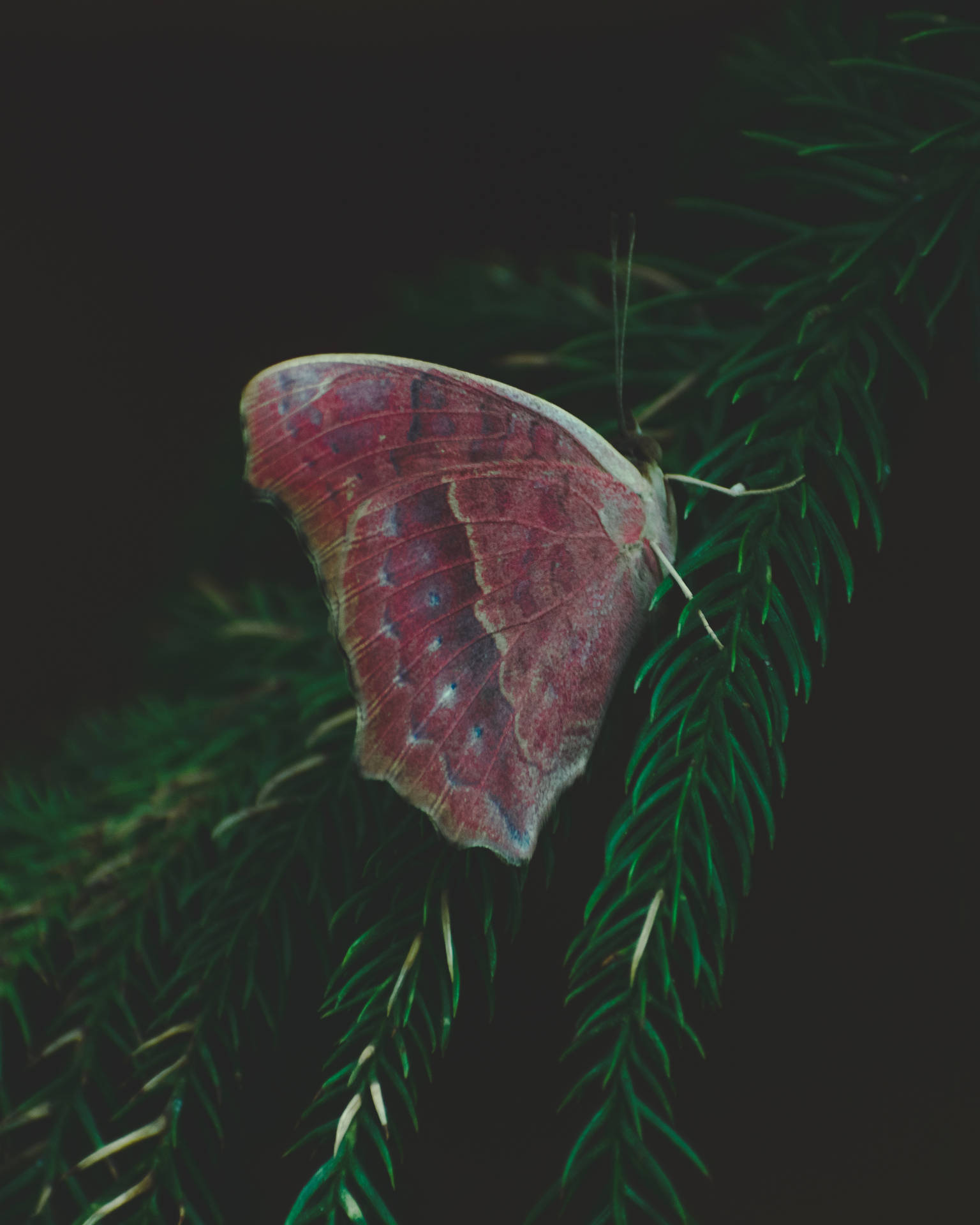 Aesthetic Butterfly On Pine Tree Background