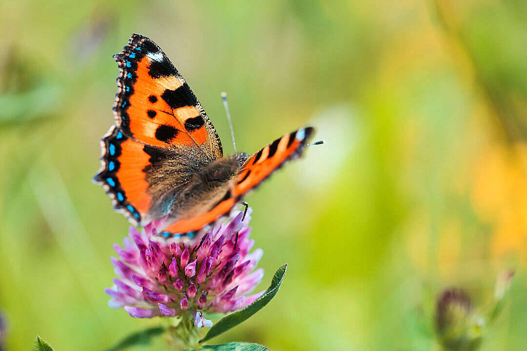 Aesthetic Butterfly Photo Background