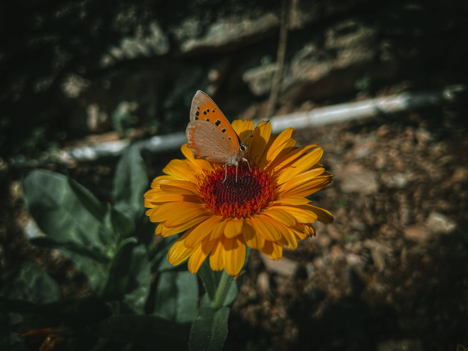 Aesthetic Butterfly Photography Background